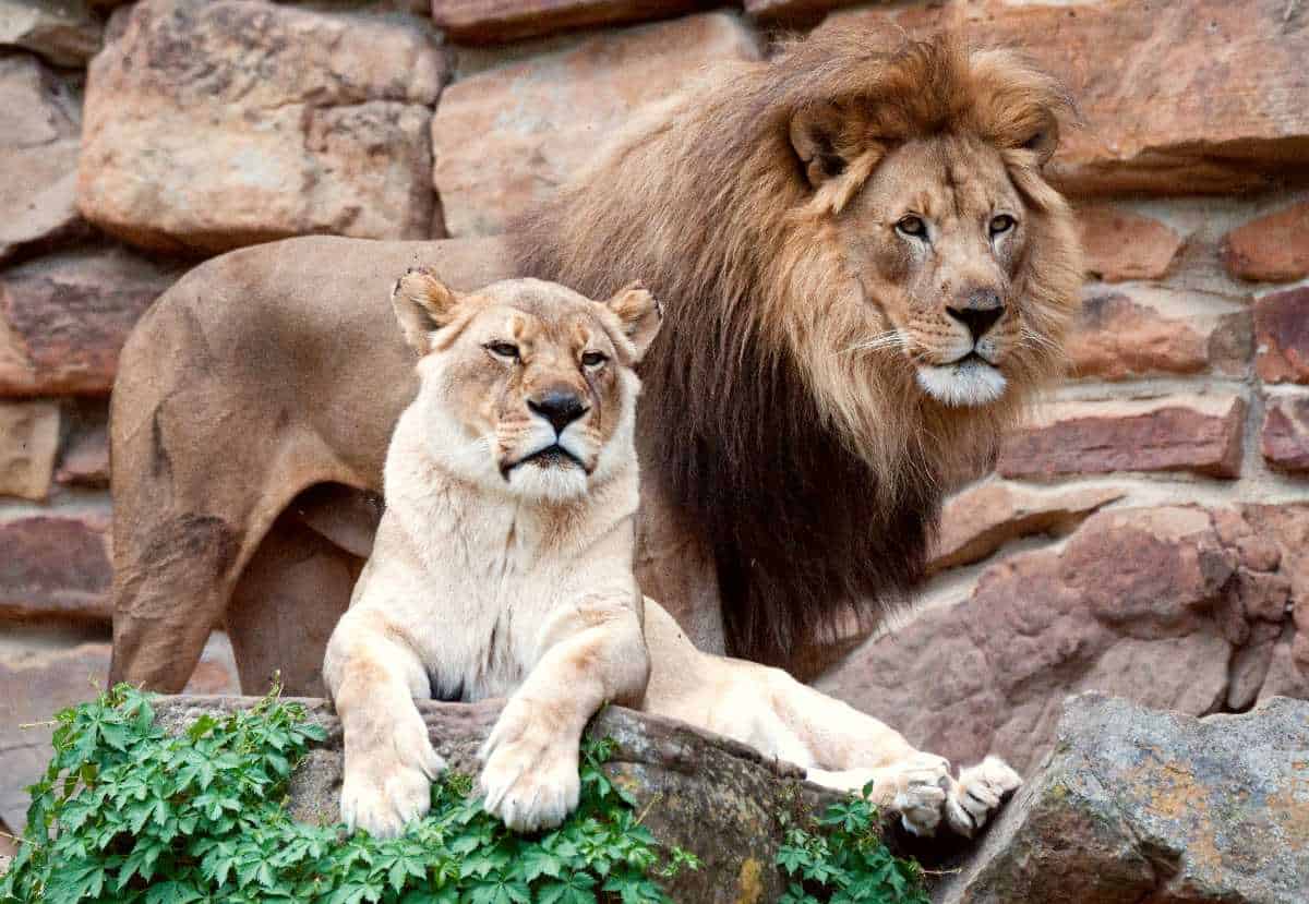 Zoos, Animal Farms and Aquariums in Dallas Texas