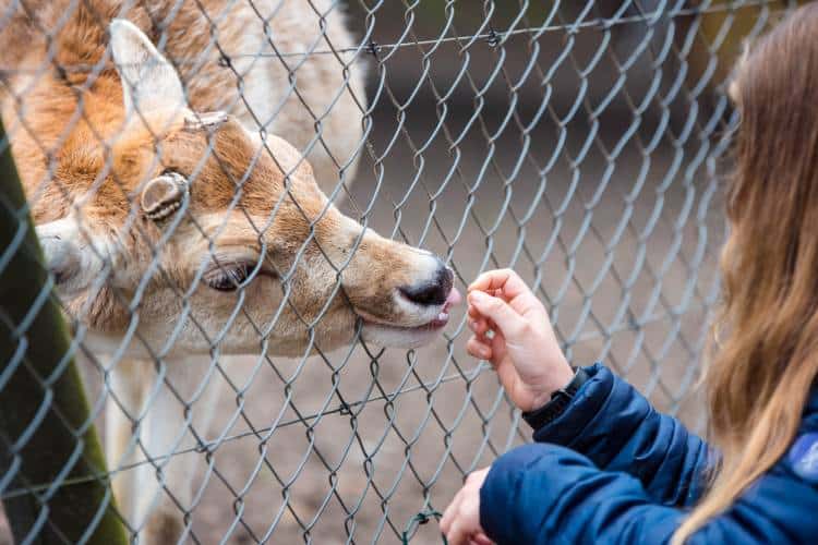 Zoos, Animal Farms and Aquariums in Dublin California