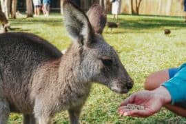 Zoos, Animal Farms and Aquariums in Eastern Hong Kong Island