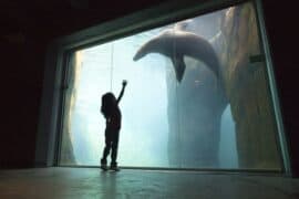 Zoos, Animal Farms and Aquariums in El Paso Texas