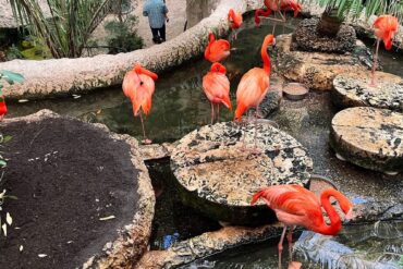 Zoos, Animal Farms and Aquariums in Flower Mound town, Texas