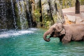 Zoos, Animal Farms and Aquariums in Fort Worth Texas