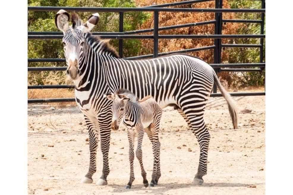 Zoos, Animal Farms and Aquariums in Glendale Arizona