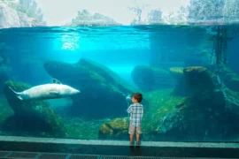 Zoos, Animal Farms and Aquariums in Grand Prairie Texas