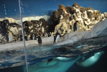 Zoos, Animal Farms and Aquariums in Hawthorne California