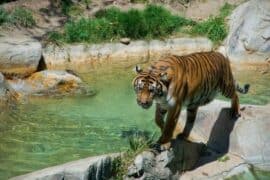 Zoos, Animal Farms and Aquariums in Irvine California