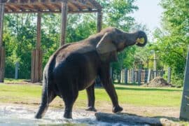 Zoos, Animal Farms and Aquariums in Johns Creek Georgia