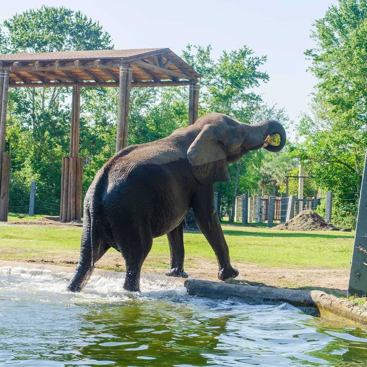 Zoos, Animal Farms and Aquariums in Johns Creek Georgia