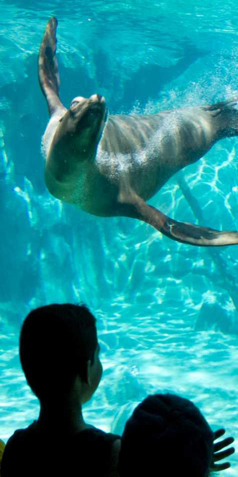 Zoos, Animal Farms and Aquariums in Madera California