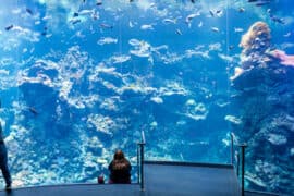 Zoos, Animal Farms and Aquariums in Milpitas California