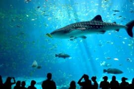 Zoos, Animal Farms and Aquariums in Ogden Utah