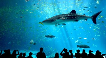 Zoos, Animal Farms and Aquariums in Ogden Utah