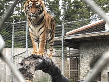 Zoos, Animal Farms and Aquariums in Ontario California