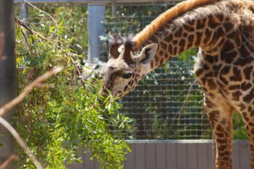 Zoos, Animal Farms and Aquariums in Oxnard California