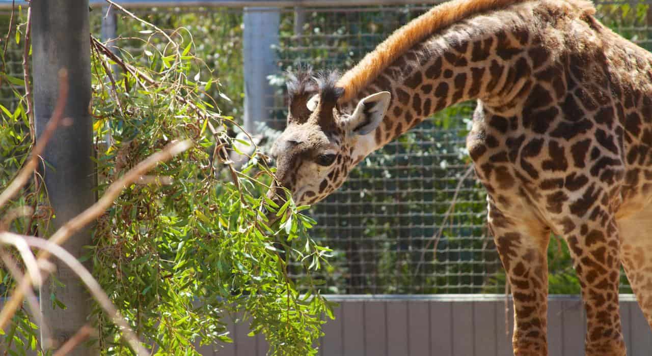 Zoos, Animal Farms and Aquariums in Oxnard California