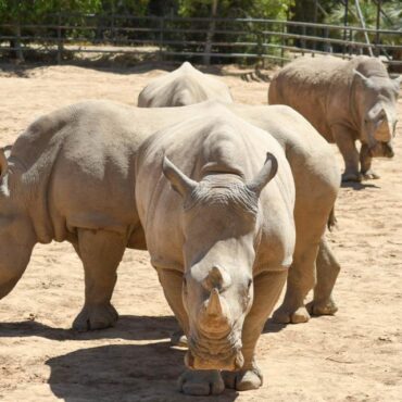 Zoos, Animal Farms and Aquariums in Peoria Arizona