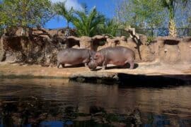 Zoos, Animal Farms and Aquariums in San Angelo Texas