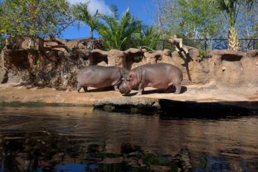 Zoos, Animal Farms and Aquariums in San Angelo Texas