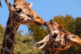 Zoos, Animal Farms and Aquariums in San Jose California