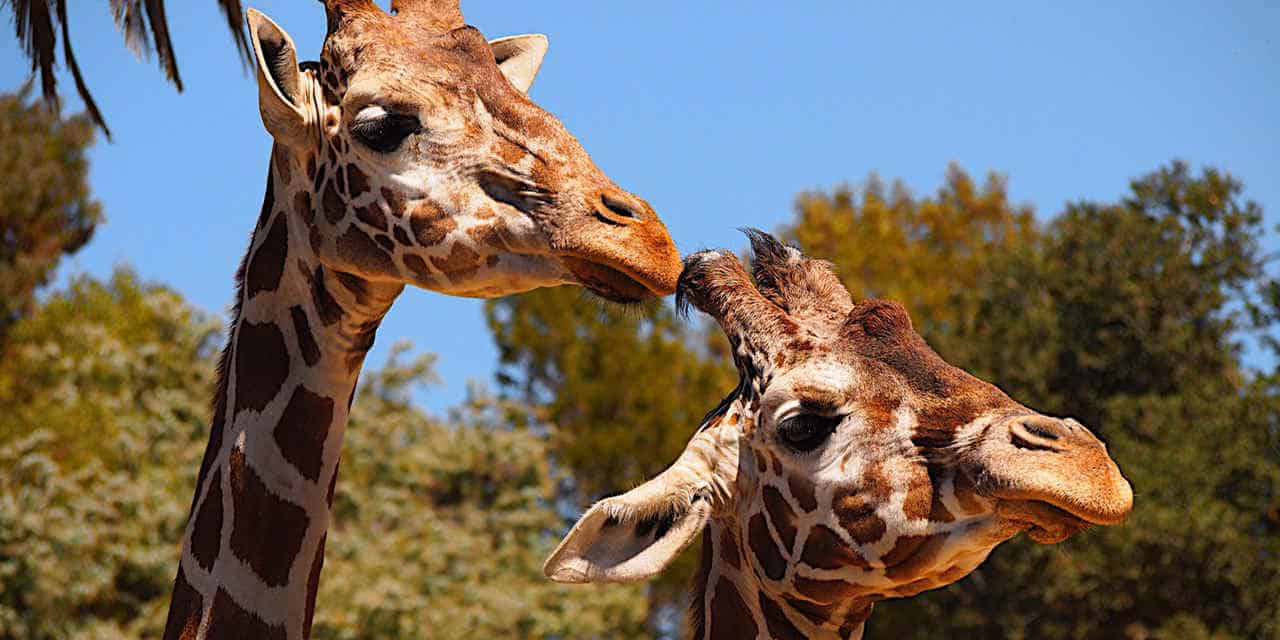 Zoos, Animal Farms and Aquariums in San Jose California