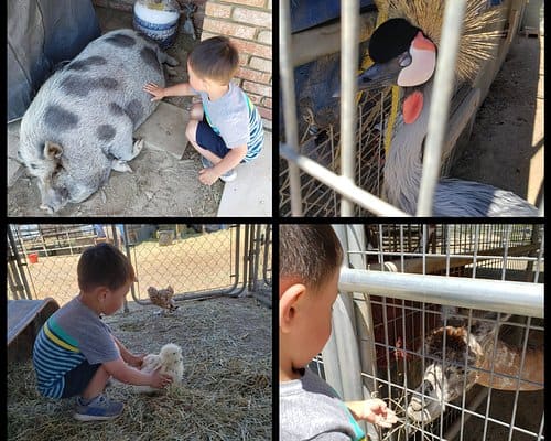 Zoos, Animal Farms and Aquariums in Temecula California