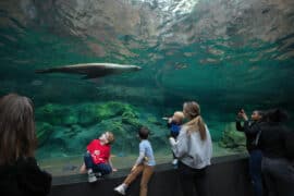 Zoos, Animal Farms and Aquariums in Tyler Texas