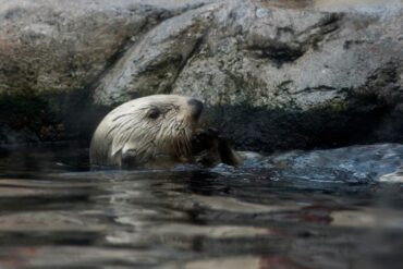 Zoos, Animal Farms and Aquariums in Vacaville California