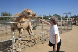 Zoos, Animal Farms and Aquariums in Victorville California