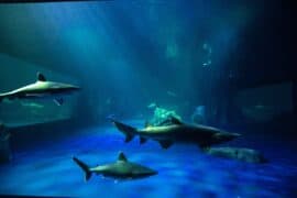 Zoos, Animal Farms and Aquariums in Warner Robins Georgia