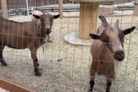 Zoos, Animal Farms and Aquariums in West Jordan Utah