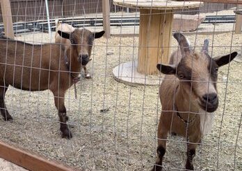 Zoos, Animal Farms and Aquariums in West Jordan Utah