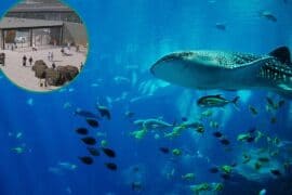 Zoos, Animal Farms and Aquariums in West Valley City Utah