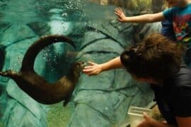 Zoos, Animal Farms and Aquariums in Wichita Falls Texas