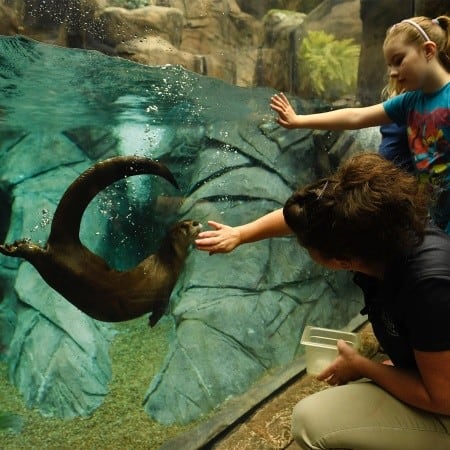 Zoos, Animal Farms and Aquariums in Wichita Falls Texas