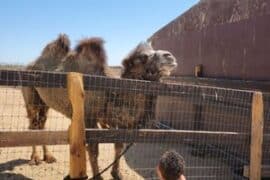 Zoos, Animal Farms and Aquariums in Yuma Arizona