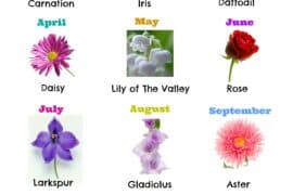 birth flowers for each month