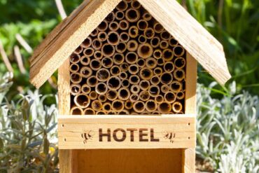 bug hotels