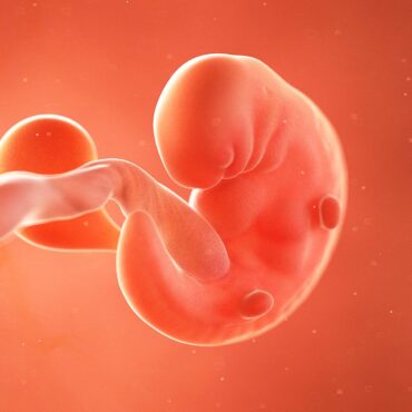 foetus at 6 weeks