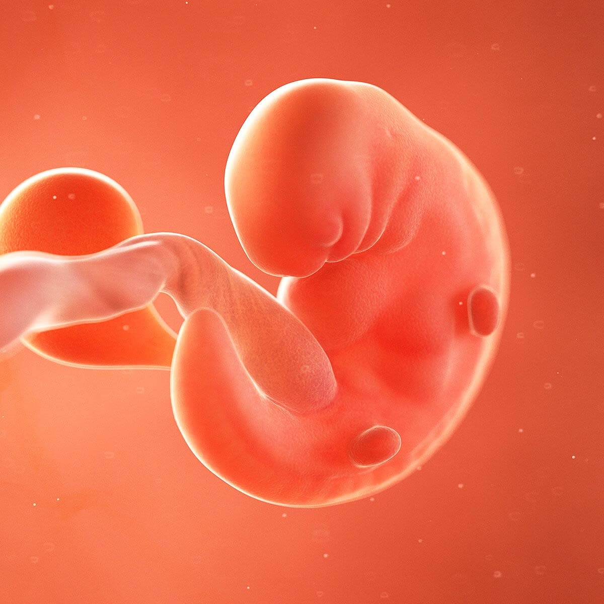 foetus at 6 weeks