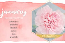 january birthstone flower