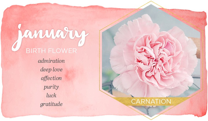 january birthstone flower