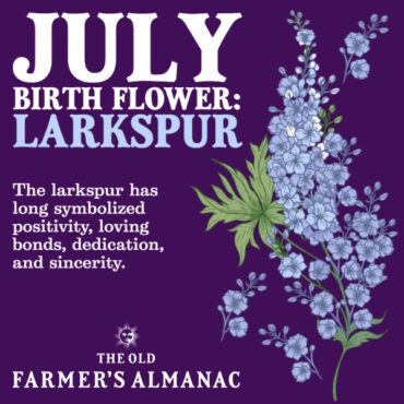 july birth flowers