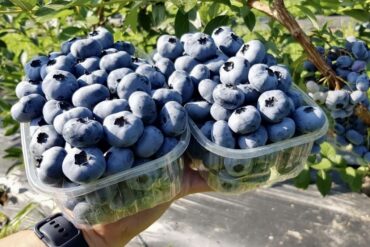 Blueberry Picking Places in Arlington Heights Illinois