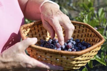 Blueberry Picking Places in Baltimore Maryland