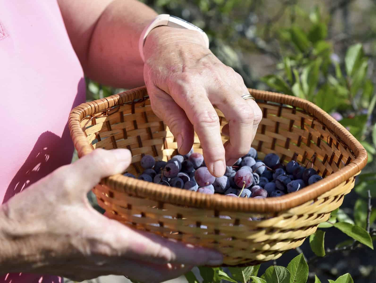 Blueberry Picking Places in Baltimore Maryland