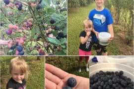 Blueberry Picking Places in Baton Rouge Louisiana