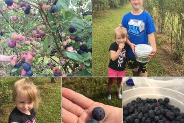 Blueberry Picking Places in Baton Rouge Louisiana