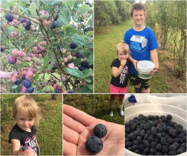 Blueberry Picking Places in Baton Rouge Louisiana