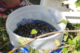 Blueberry Picking Places in Bismarck North Dakota