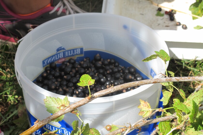 Blueberry Picking Places in Bismarck North Dakota